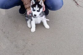 A donner Mignonne chiot husky sibérien femelle , Montréal