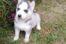Chiot husky sibérien, Montréal 