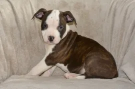 Don Chiots American Staffordshire Terrier Mâle, Montréal