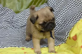 A donner chiot très beau carlin femelle , Montréal