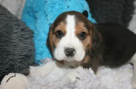 Chiot Beagle Pure Race, Sherbrooke