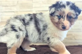 Don Sublime chiot berger australien Mâle , Montréal