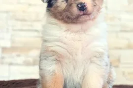 Don Sublime chiot berger australien Mâle , Montréal