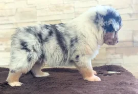 Don Sublime chiot berger australien Mâle , Montréal