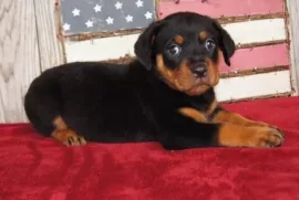 Donne Chiot Magnifique rottweiler, Montréal