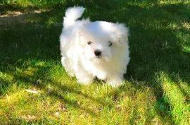 A donné jolie chiot bichon Maltais femelle, Montréal