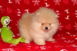Mignonne Chiot Spitz allemand Femelle, Montréal