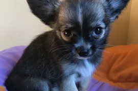 A donner chiot chihuahua Femelle , Montréal 