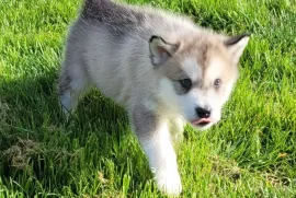 Don Chiot Alaskan Malamute Mâle, Montréal