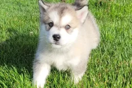Don Chiot Alaskan Malamute Mâle, Montréal