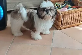 Superbe chiot Shih Tzu femelle à donner , Montréal