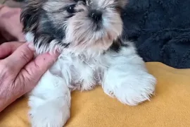 Superbe chiot Shih Tzu femelle à donner , Montréal