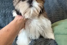 Superbe chiot Shih Tzu femelle à donner , Montréal
