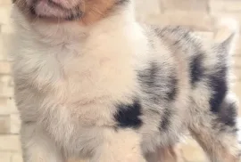Don Magnifique chiot Berger Australien Mâle, Montréal 