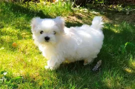 Don Très belle chiot Bichon maltais femelle , Montréal 