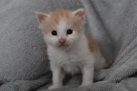Chaton Maine Coon, Trois-Rivières