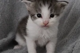 Chaton Maine Coon, Trois-Rivières