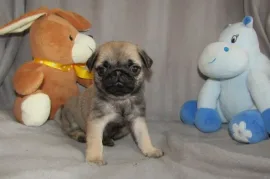 J'offre gratuitement adorable chiot carlin femelle, Montréal