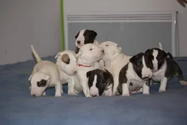 Chiot Bull Terrier, Longueuil