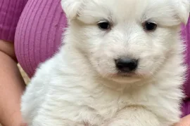 Magnifique chiot berger suisse femelle à donner , Montréal