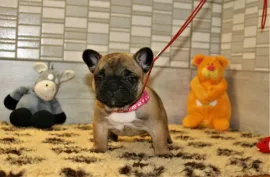 Don Très Belle Chiot Bouledogue Français Femelle, Montréal 