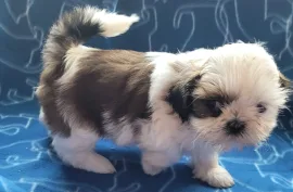 Jolie Femelle chiot Shih Tzu à donner , Montréal 