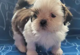 Jolie Femelle chiot Shih Tzu à donner , Montréal 