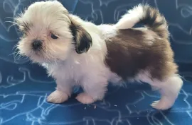 Jolie Femelle chiot Shih Tzu à donner , Montréal 