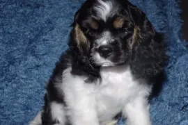 A donner magnifique chiot american cocker spaniel , Montréal