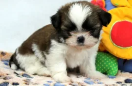 A donner chiot Shih Tzu Femelle, Montréal