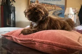Très adorable chiot Shih Tzu Mâle a donner , Montréal