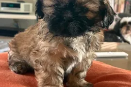 Très adorable chiot Shih Tzu Mâle a donner , Montréal