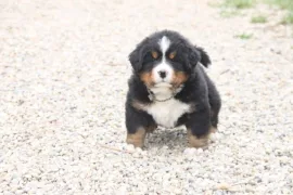 Chiot Bouvier Bernois, Saint Catharines