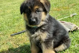 Mignonne chiot berger allemand Femelle, Montréal