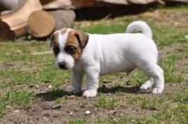 Chiot Jack Russell Pure Race,  Drummondville