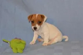 Chiot Jack Russell Pure Race,  Drummondville