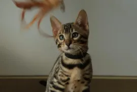Chaton Bengal, Gatineau