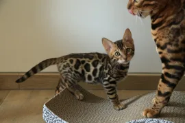 Chaton Bengal, Gatineau