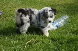 Magnifique Chiot Berger Australien Femelle Don, Montréal