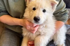Adorable chiot Berger suisse Femelle, Montréal