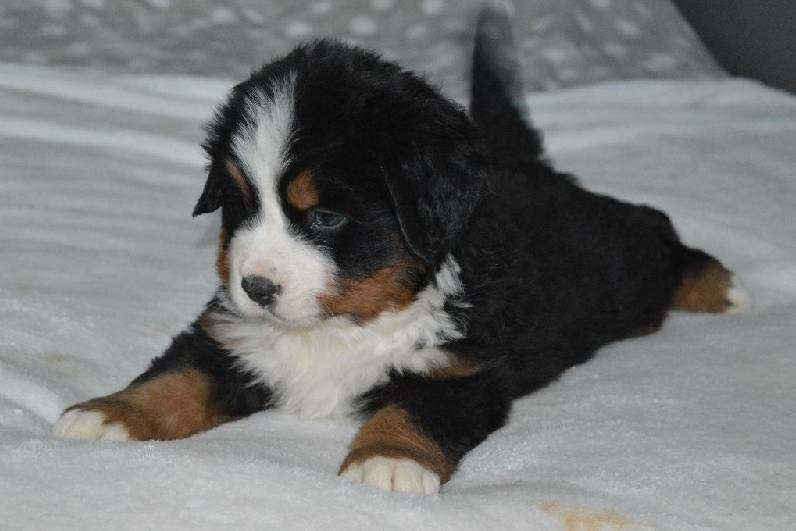 A Donner chiot de type Bouvier Bernois FEMELLE, Québec