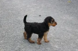 CHIOTS AIREDALE TERRIER, LONGUEIL