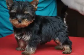 Vend chiot yorkshire terrier CKC, St-AMABLE