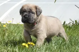 D.o.n Adorable Chiot Cane Corso, Votre ville