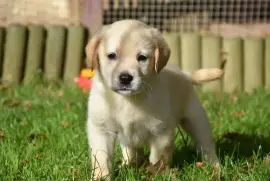 Adorable Chiot Labrador Retriever, Votre ville