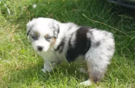 Charmante Chiot Berger Australien Femelle, Ovidiu