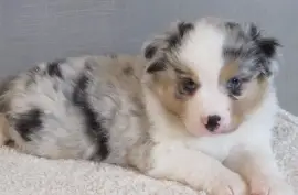 Mimi Chiot Berger Australien Femelle, Ovidiu