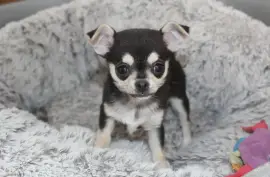 Admirable chiot type chihuahua femelle, Ovidiu