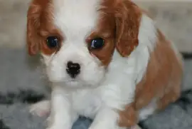 Superbe Chiot Cavalier King Charles Femelle, Ovidiu