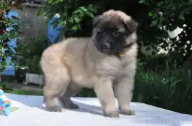 Jolie Merveille Chiot Berger Belge Femelle, Ovidiu